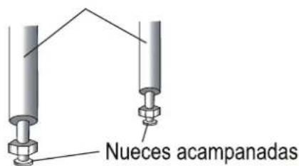 Nueces acampanadas