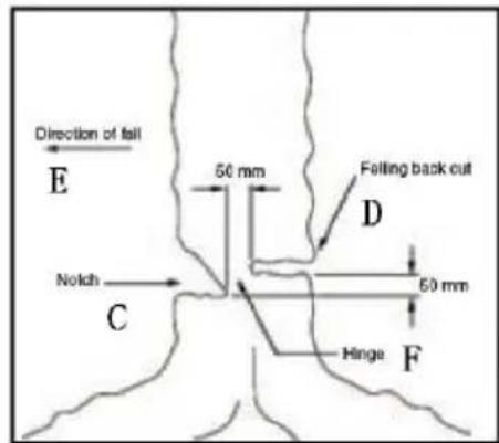 Direction of fall E 50 mm Felling back cut D Notch C 50 mm Hinge F