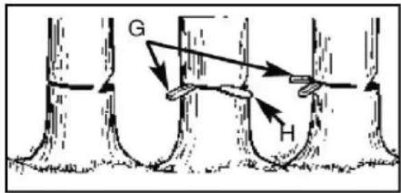 G H