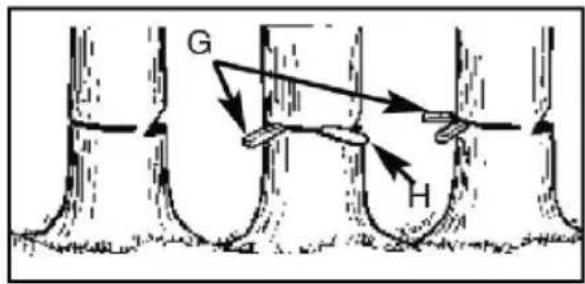 G H