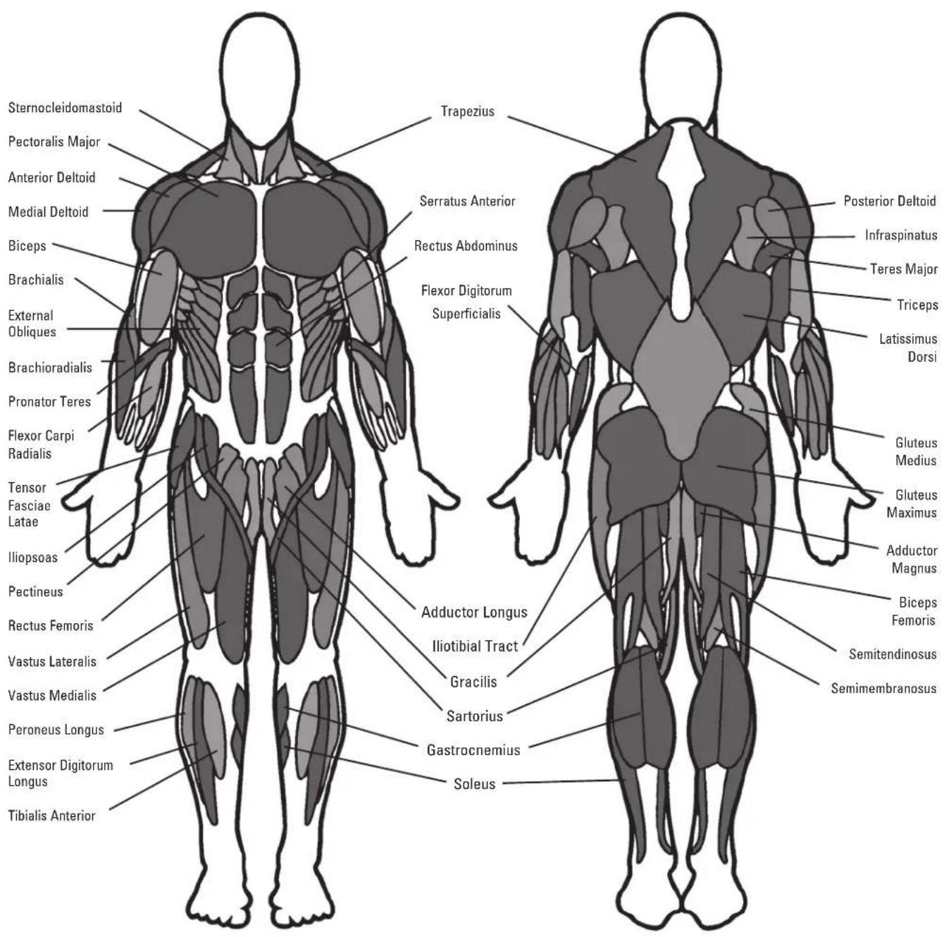 Sternocleidomastoid Pectoralis Major Anterior Deltoid Medial Deltoid Biceps Brachialis External Obliques Brachioradialis Pronator Teres Flexor Carpi Radialis Tensor Fasciae Latae Iliopsoas Pectineus Rectus Femoris Vastus Lateralis Vastus Medialis Peroneus Longus Extensor Digitorum Longus Tibialis Anterior Trapezius Serratus Anterior Rectus Abdominus Flexor Digitorum Superficialis Adductor Longus Iliotibial Tract Gracilis Sartorius Gastrocnemius Soleus Posterior Deltoid Infraspinatus Teres Major Triceps Latissimus Dorsi Gluteus Medius Gluteus Maximus Adductor Magnus Biceps Femoris Semitendinosus Semimembranosus