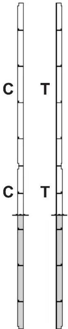 C T C T