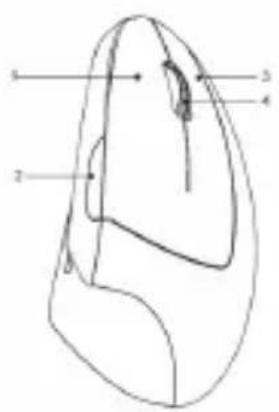 Diagram of a computer mouse with numbered parts labeled 1, 2, and 3 pointing to specific anatomical regions.