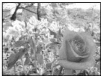 OLYMPUS E-PL2 - Choosing aperture (A aperture-priority mode) - 4