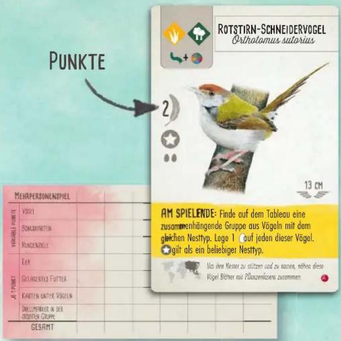 PUNKTE ROTSTIRN-SCHNEIDERVOGEL Orthotomus sutorius 2 13 CM MEHRPERSONENSPIEL VÖGEL BONZENRETEN RUNDENZIELE AM SPIELENDE: Finde auf dem Tableau eine zusammenhängende Gruppe aus Vögeln mit dem gleichen Nesttyp. Lege 1 auf jeden dieser Vögel. gilt als ein beliebiger Nesttyp. Ust eine Nester zu stützen und zu nahen, nahen diese Vögel Blücher mit Pflanzemässena zusammen JE PUNKT BELAGENTES FUTTER KARTEN UNTER VÖGELN DREELMÄNGER IN DER GRÜDEN GRUPPE GESAMT