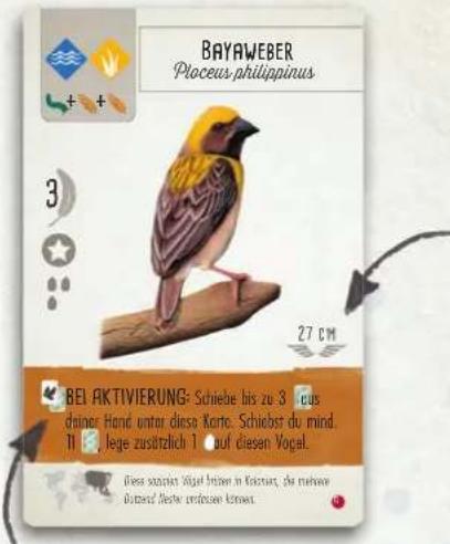 BAYAWEBER Ploceus, philippinus 3 27 CM BEL AKTIVIERUNG: Schiebe bis zu 3 locus dianer Hand unter diese Korte: Schiebst du mind. T1 lege zusätzlich 1 auf diesen Vogel. Diese sozöhen Vogel lizen in Kräuter, die mehrwe Betrieb'sche erndosek können.