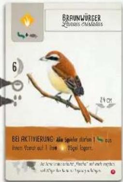 BRAUNWÜRGER Lünnus ostatus 6 24 CM BEI AKTIVIERUNG: Alle Spieler durien 1 bis davon Vomor auf 1 bis. Viögel fogenet. Der Arne und Anfangen, Münchau und Erwartigkeiten und Arfänger für die Erwartigkeiten an Erwartigen