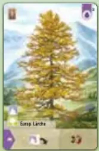 Asmodee Mischwald - Alpin - SPIELMATERIAL SPIELMATERIAL - 1