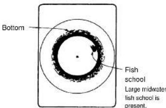 Bottom Fish school Large midwater fish school is present.