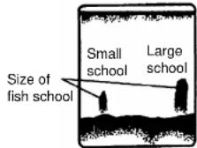 FURUNO 1762 - Fish school echoes - 1
