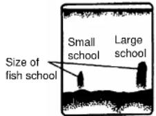 FURUNO 1953C-BB - Fish school echoes - 1