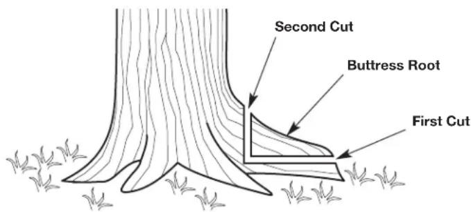 Second Cut Buttress Root First Cut