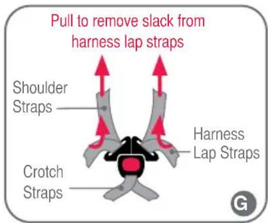 Pull to remove slack from harness lap straps Shoulder Straps Harness Lap Straps Crotch Straps