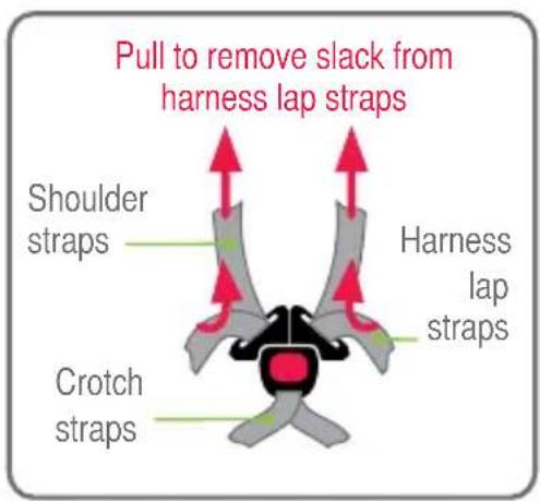 Pull to remove slack from harness lap straps Shoulder straps Harness lap straps Crotch straps