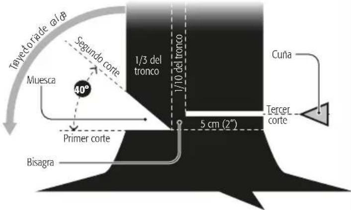 Tayectoriade α/α Segundo corte 1/3 del tronco Muesca 40° Primer corte Bisagra 1/10 del tronco 5 cm (2°) Cuña Tercer corte