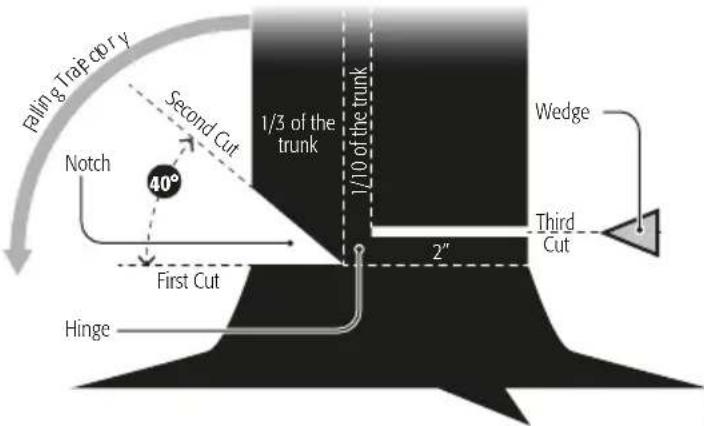Falling Trajectory Second Cut 1/3 of the trunk 1/10 of the trunk Wedge Notch 40° First Cut 2" Third Cut Hinge