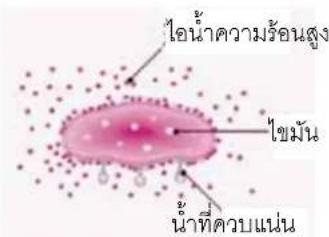 ไอน้ําความร้อนสูง ไขมัน น้ําที่ควบแน่น