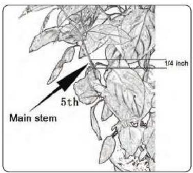 Main stem 5th 1/4 inch