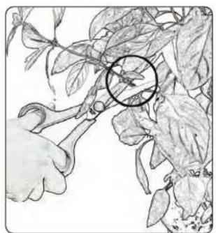 SereneLife SLGLF150 - How to prune herbs like basilwhen they are tall? - 2