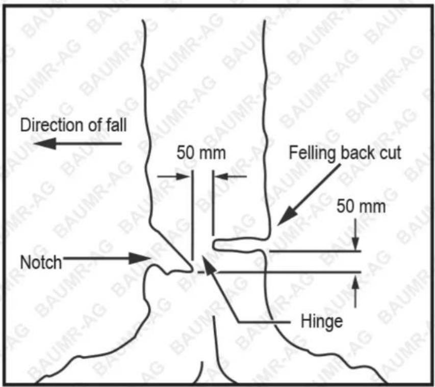 Direction of fall 50 mm Felling back cut 50 mm Notch Hinge
