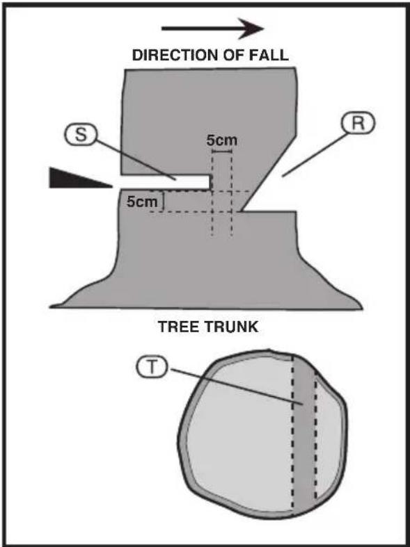 DIRECTION OF FALL S 5cm R 5cm TREE TRUNK T