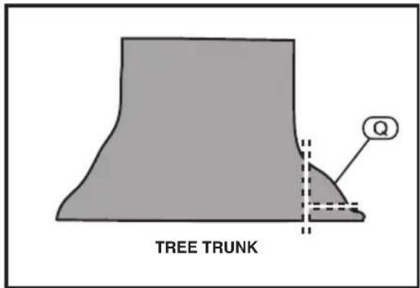 TREE TRUNK Q