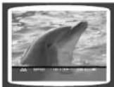 SAMSUNG MAX-KT55 - DVD - 3