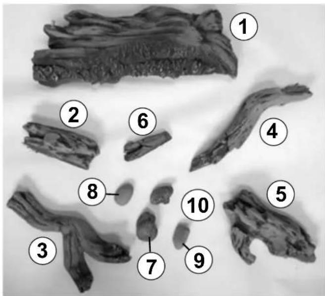 Labeled diagram of dried plant tissue with numbered annotations for identification