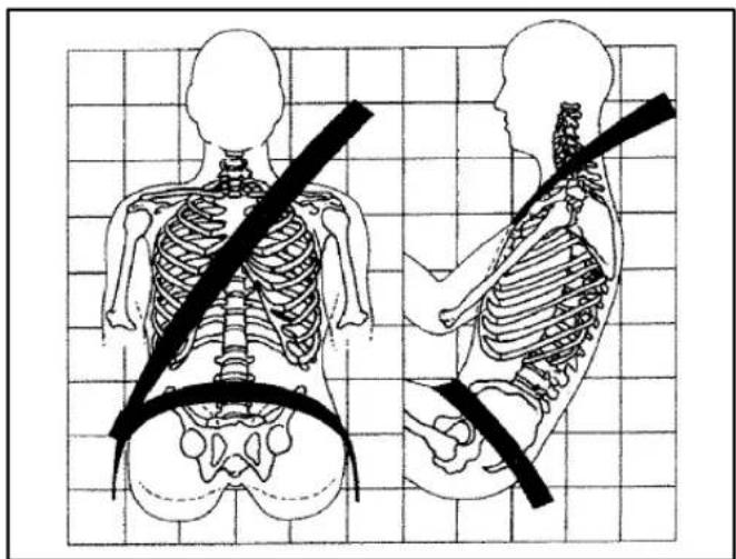 Illustration of human skeletal anatomy showing front and side views with a belt, set against a grid background (no text or labels)
