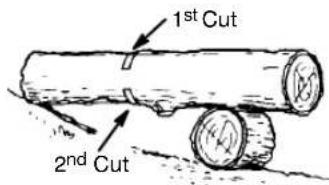 1st Cut 2nd Cut