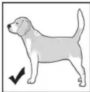 Side-view illustration of a dog with a checkmark pointing to its tail (no text or symbols present)