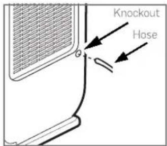 Knockout Hase