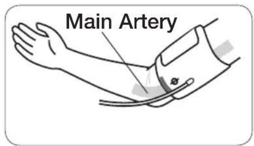 Main Artery