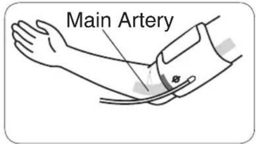 Main Artery