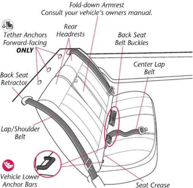 Fold-down Armrest Consult your vehicle's owners manual. Tether Anchors Forward-facing Rear Headrests Back Seat Belt Buckles Center Lap Belt ONLY Back Seat Retractor Lap/Shoulder Belt Seat Crease Vehicle Lower Anchor Bars