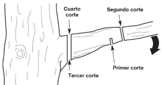 Cuarto corte Segundo corte Tercer corte Primer corte