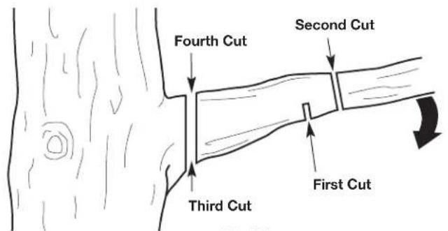 Fourth Cut Second Cut Third Cut First Cut
