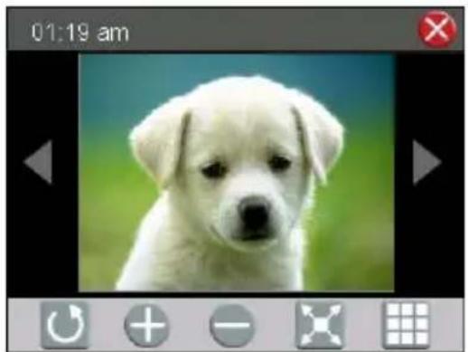 Close-up photo of a fluffy white puppy with green background (no text or symbols)