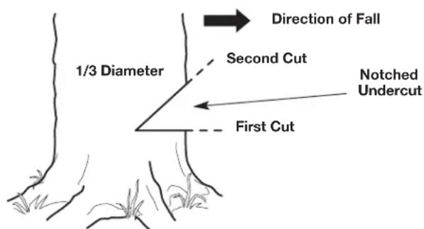 Direction of Fall 1/3 Diameter Second Cut Notched Undercut First Cut