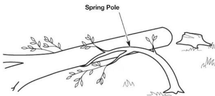 Spring Pole