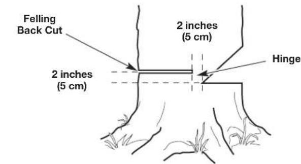 Felling Back Cut 2 inches (5 cm) 2 inches (5 cm) Hinge