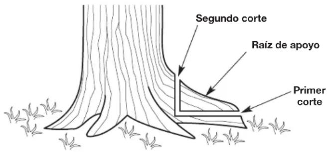 Segundo corte Raíz de apoyo Primer corte