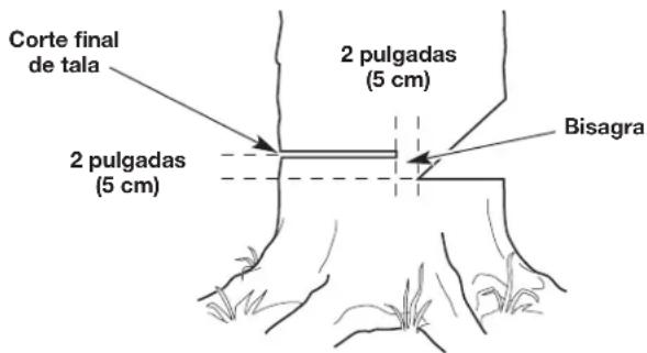 Corte final de tala 2 pulgadas (5 cm) 2 pulgadas (5 cm) Bisagra