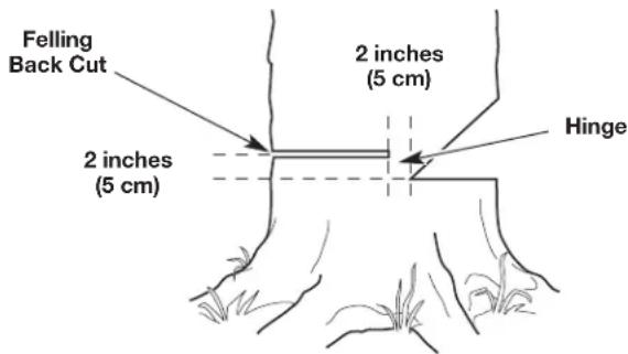 Felling Back Cut 2 inches (5 cm) Hinge 2 inches (5 cm)