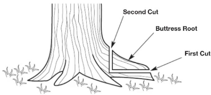 Second Cut Buttress Root First Cut