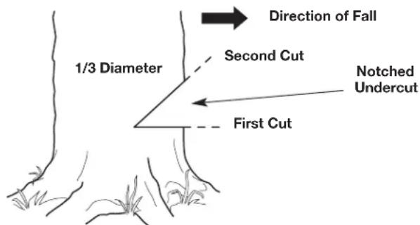Direction of Fall 1/3 Diameter Second Cut Notched Undercut First Cut