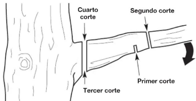 Cuarto corte Segundo corte Tercer corte Primer corte