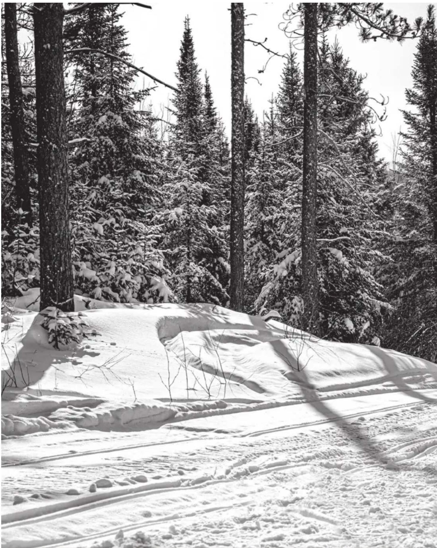 Snow-covered forest with tall evergreen trees and a winding road (no text or symbols visible)