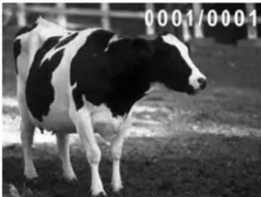 Black and white cow standing in a fenced enclosure (no text or symbols visible)