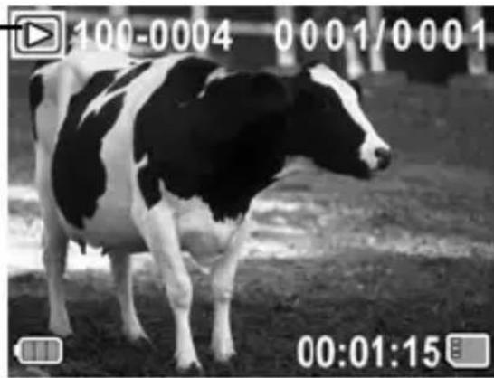 Black-and-white photo of a cow standing in grassy terrain (no text or symbols visible)